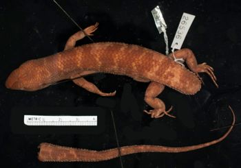 Media type: image;   Herpetology R-26536